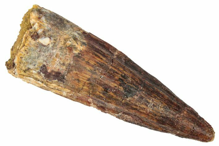 Fossil Spinosaurus Tooth - Real Dinosaur Tooth #346296